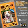 This 4-year-old Lab mix is as sweet as her name - GIRLYPOP - our PET OF THE WEEK!
